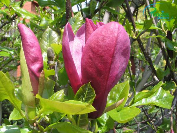 Magnolia Nigra